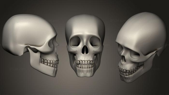 Anatomy of skeletons and skulls (Skull 21, ANTM_1031) 3D models for cnc